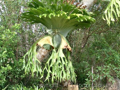 Staghorn (platycerium superbum) 